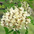 5 Black Locust Native Live Plants – Fast-Growing Outdoor Trees | 6–12 Inch Tall | Fragrant Spring Flowers