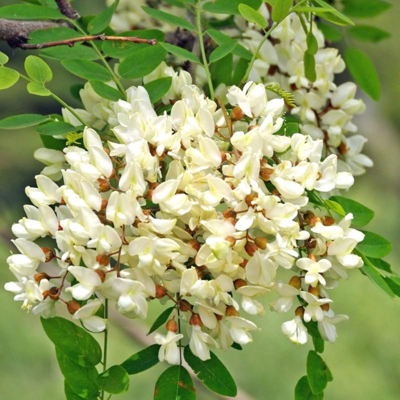 5 Black Locust Native Live Plants – Fast-Growing Outdoor Trees | 6–12 Inch Tall | Fragrant Spring Flowers