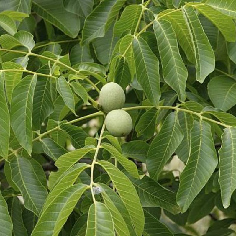 2 Black Walnut Tree in 4" Pot, 12-18 Inch Tall, Juglans Nigra Native Hardwood Tree, Edible Nut Bearing Shrub for Backyard and Timber