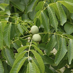 2 Black Walnut Tree in 4" Pot, 12-18 Inch Tall, Juglans Nigra Native Hardwood Tree, Edible Nut Bearing Shrub for Backyard and Timber