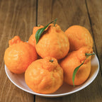 Hamlin Orange Tree for Planting | 2.5–3 Ft Live Citrus Plant | Easy-Grow Edible Fruit Tree for Home Gardens & Patios | No Ship to CA,HI,AK