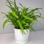 2 Lemon Button Fern Live Plant, 4 Inch Pot, Potted Nephrolepis Cordifolia, Small Indoor Fern for Desks and Terrariums