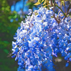 2 Blue Wisteria Plant Live, 2.5 Inch Pot Size, Well-Rooted Flowering Plant, Low Maintenance Ornamental Vine for Sunny Outdoor Spots