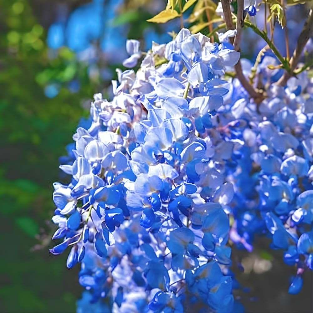 2 Blue Wisteria Plant Live, 2.5 Inch Pot Size, Well-Rooted Flowering Plant, Low Maintenance Ornamental Vine for Sunny Outdoor Spots
