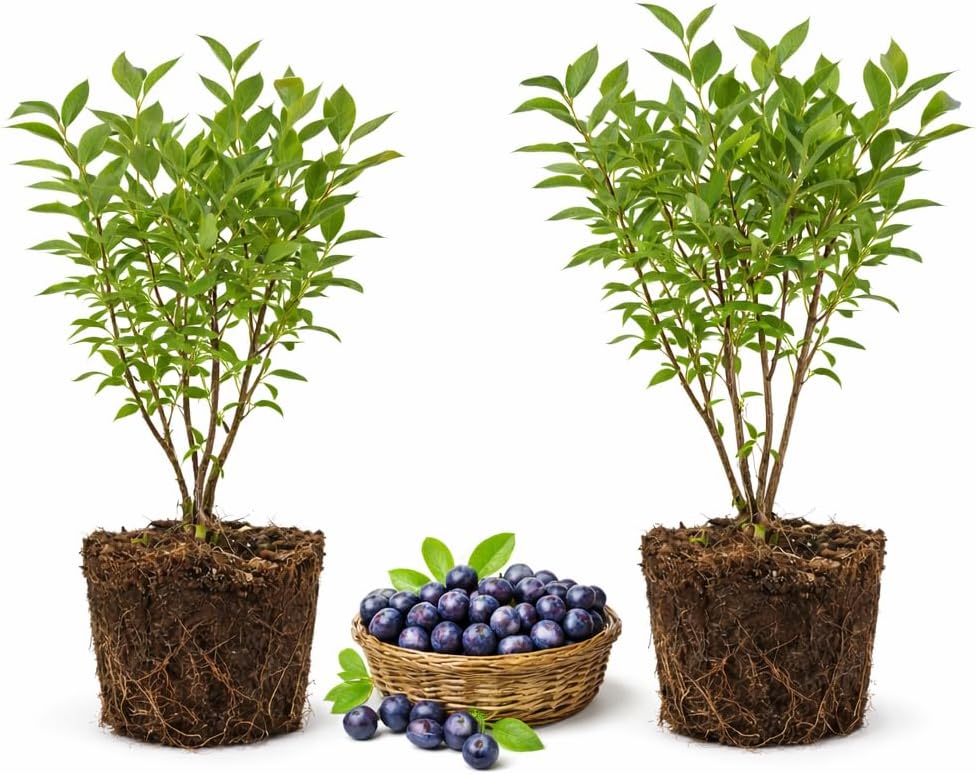 2-Pack Huckleberry Plant, Bare Root Seedlings, 3-4" Rooted Cuttings, Cold-Hardy Native Deciduous Shrub, Well-Rooted Small Starter Plants for Home Garden