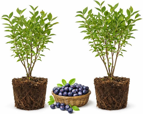 2-Pack Huckleberry Plant, Bare Root Seedlings, 3-4" Rooted Cuttings, Cold-Hardy Native Deciduous Shrub, Well-Rooted Small Starter Plants for Home Garden