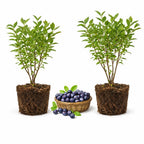 2 Small Huckleberry Plants Live for Planting in Pot, Easy to Grow, Cold-Hardy Native Deciduous Shrub, Well-Rooted Small Starter Plants for Home Garden