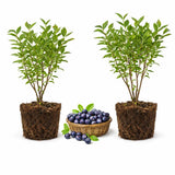 2 Small Huckleberry Plants Live for Planting in Pot, Easy to Grow, Cold-Hardy Native Deciduous Shrub, Well-Rooted Small Starter Plants for Home Garden
