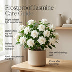 Frostproof Jasmine Gardenia Live Plant, 4-5 Inch Bare Root Starter, Vigorous Cold-Hardy Evergreen Shrub with Fragrant White Blooms, Sturdy Low Maintenance Flowering Hedge