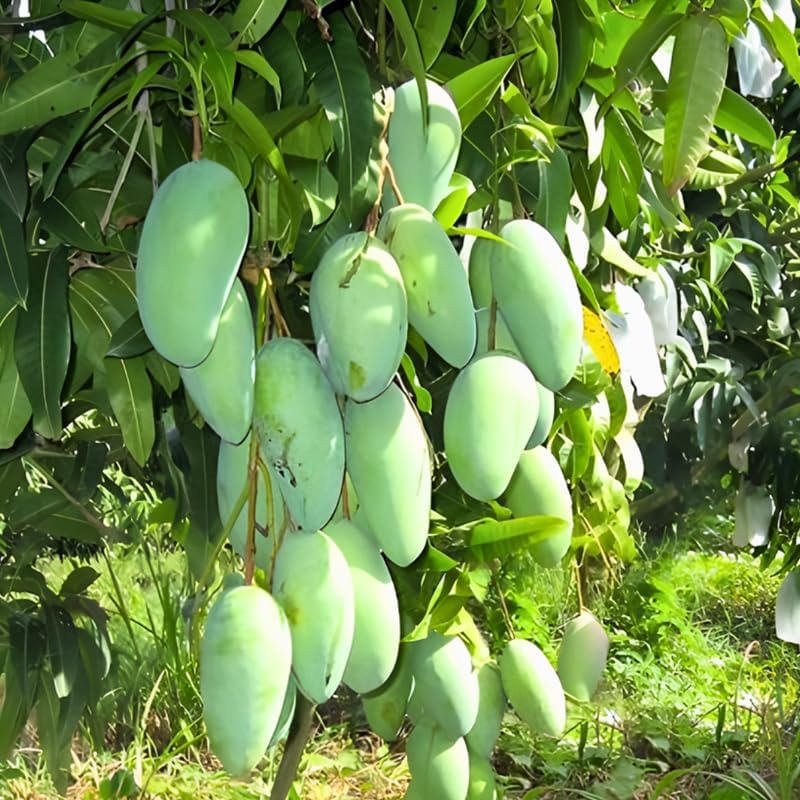 Mallika Mango Trees Live Plants |Sweet Fruit Tree 2.5–3 Ft Tall | Compact Tropical Mango Variety with Rich, Aromatic Fruit | Ideal for Yard, Patio & Warm-Climate Gardens | No Ship CA, HI, AK