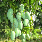 Mallika Mango Trees Live Plants |Sweet Fruit Tree 2.5–3 Ft Tall | Compact Tropical Mango Variety with Rich, Aromatic Fruit | Ideal for Yard, Patio & Warm-Climate Gardens | No Ship CA, HI, AK