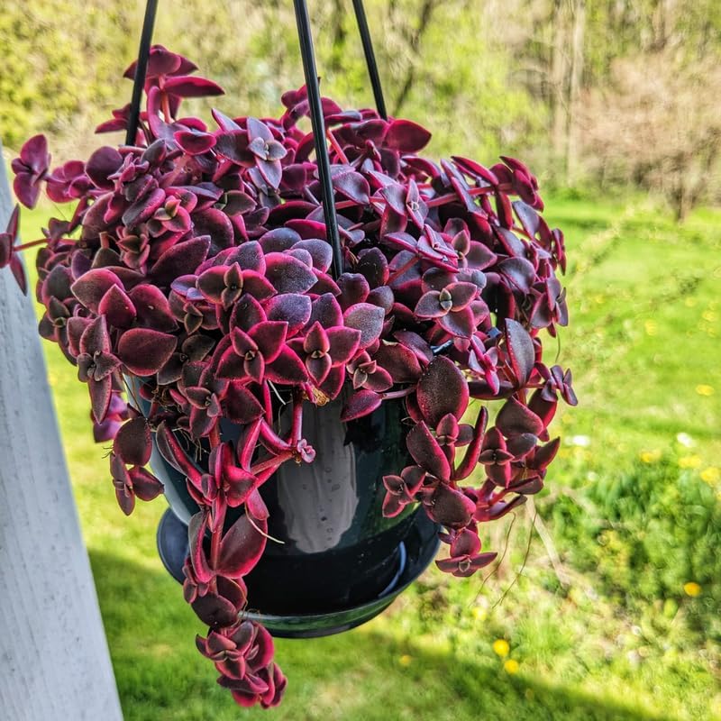 Calico Kitten Live Trailing Succulent in 6 Inch Pot | Vibrant Variegated Crassula | Great for Macrame Hangers, Decorative Shelving, and Indoor Green Displays