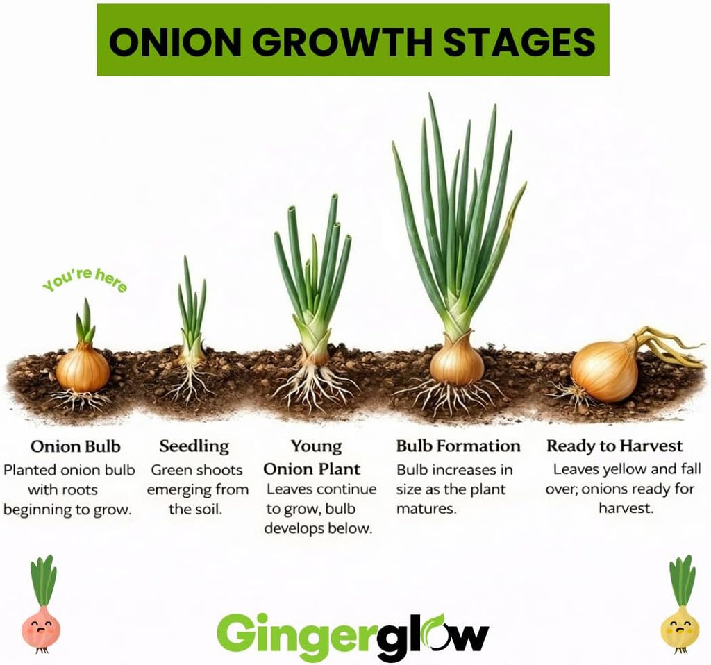 Mixed Onion Sets for Planting, 100 Counts, Heirloom Onion Bulbs, Non-GMO, Easy to Grow Vegetable for Garden and Cooking Use