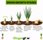 100 Red Onion Sets, Heirloom, Heirloom, Non-GMO Onion Bulbs Plant, Easy to Grow, High Yield Vegetable Bulbs, Not Seeds