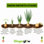 100 Red Onion Bulbs for Planting, Non-GMO, High Yield Onion Sets, Fast-Growing Vegetable Bulbs for Outdoor Gardens, Raised Beds & Containers