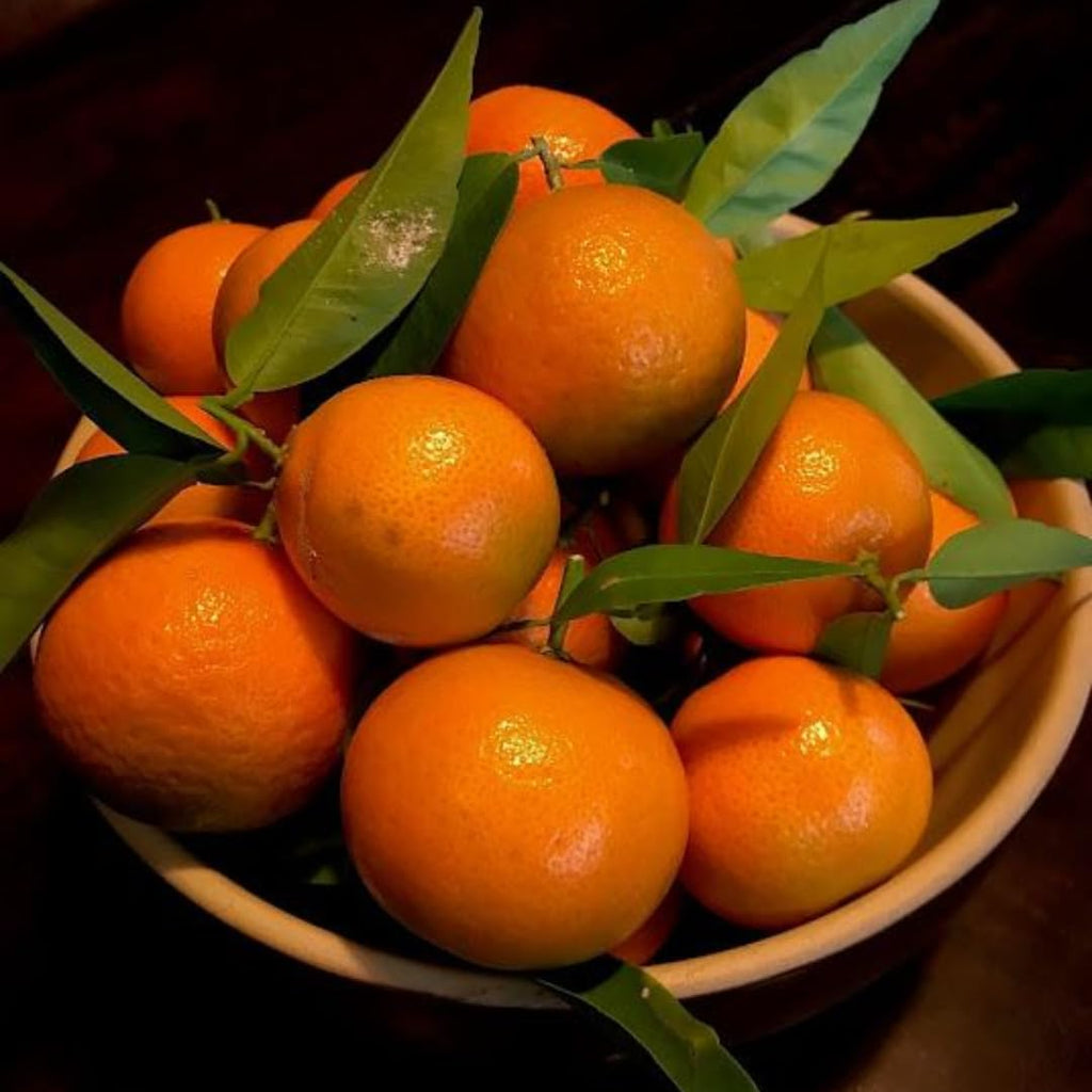 (No Ship to CA,HI,AK) Hamlin Orange Trees Live Plants| 1 Gallon Live Potted Citrus Plant | Sweet Juicy Fruit Tree for Indoor & Outdoor Spaces