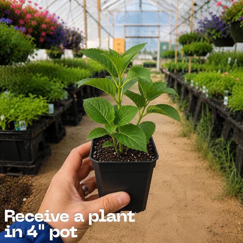 Hydrangea Live Plant, French Hydrangea Macrophylla Plant 4-6 Inch Tall, Well-Rooted, Color Changing Blooms for Shady Yard Borders