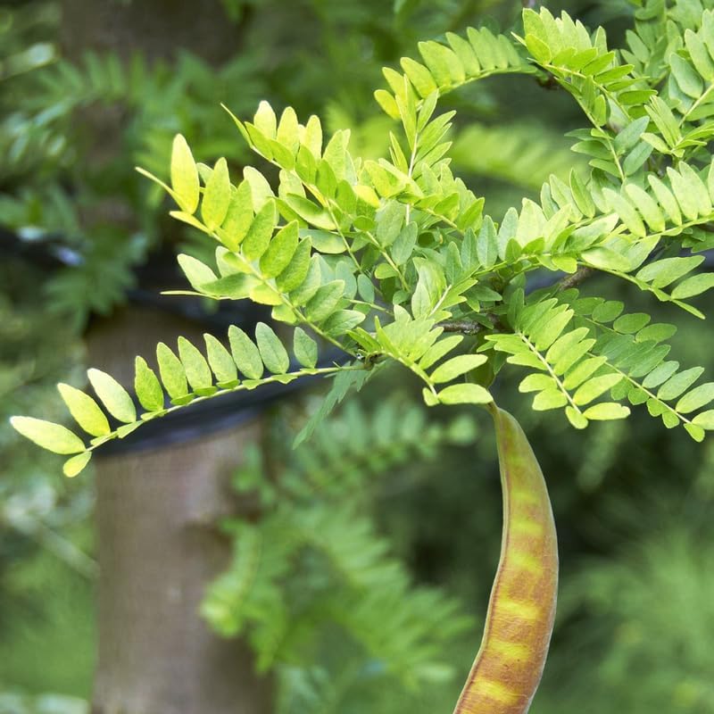 2 Honey Locust Native Seedlings | Honey Locust Tree Live Plants | 1–2 Feet Tall Seedling Trees | Ideal for Yard Planting and Landscape Use