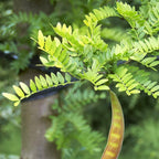 2 Honey Locust Native Seedlings | Honey Locust Tree Live Plants | 1–2 Feet Tall Seedling Trees | Ideal for Yard Planting and Landscape Use