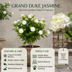Grand Duke Jasmine Plant 5–8 Inches, Arabian Jasmine Shrub, Fragrant Flowering Plant, Easy Care Potted Starter, Flowering Shrub for Sunny Windowsills, Indoor Outdoor Plant
