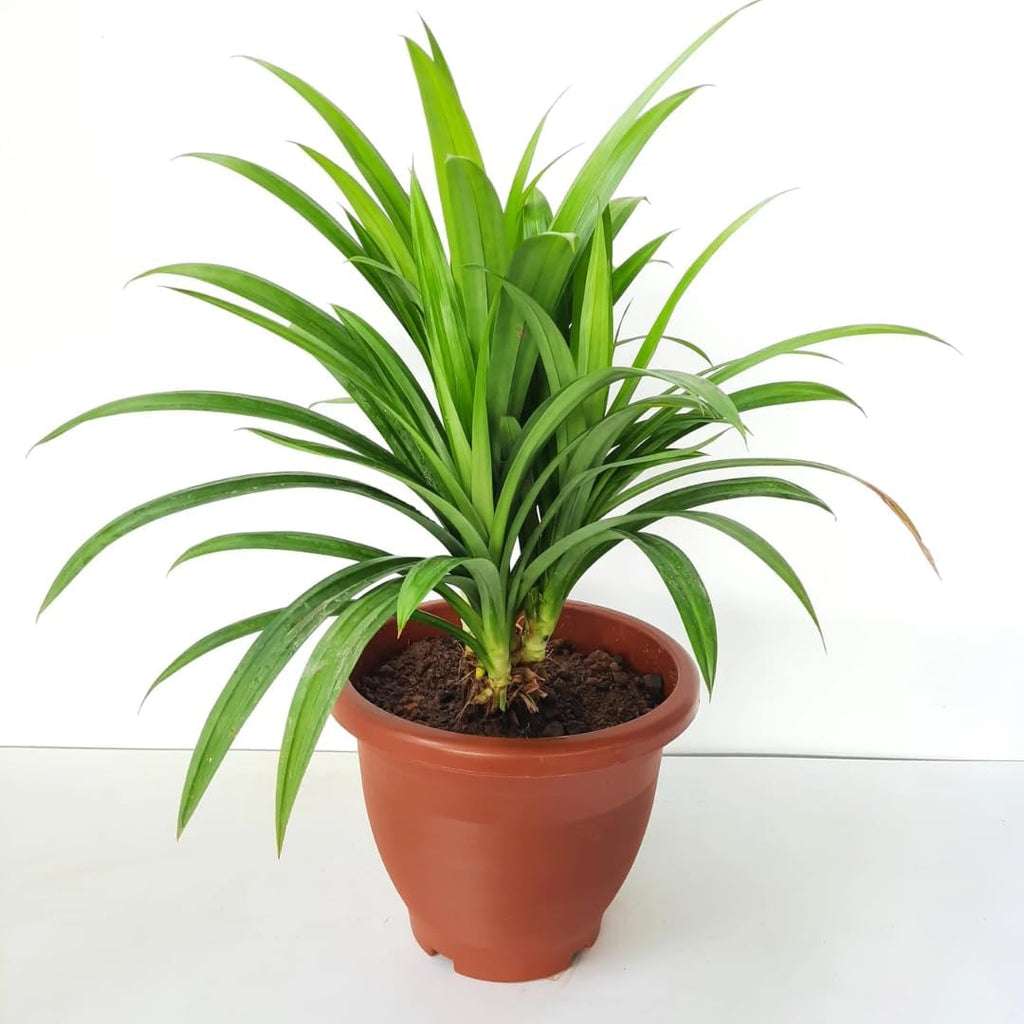 Pandan Plant Live Plants 1–2 Ft | Pandanus Amaryllifolius | Aromatic Leaf Plant for Asian Cooking, Tea, and Home Growing | No Ship to CA,HI,AK