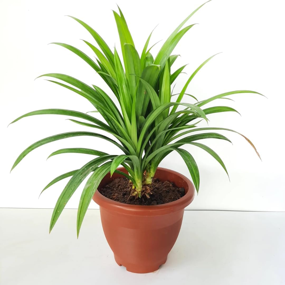 Pandan Plant Live Plants 1–2 Ft | Pandanus Amaryllifolius | Aromatic Leaf Plant for Asian Cooking, Tea, and Home Growing | No Ship to CA,HI,AK