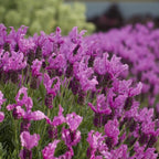 Spanish Lavender Flower Plant, Live Lavender Plants for Inside and Home Décor, 3-Inch Potted, Aromatic Purple Flowering Shrub