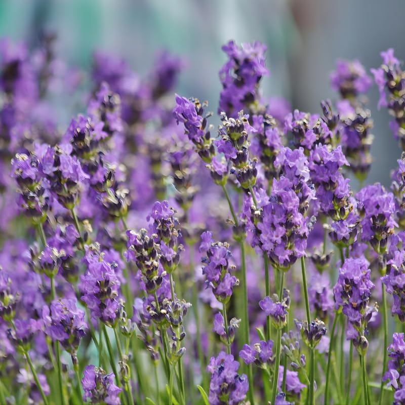 2 English Lavender Live Plant, 3 Inch Pot, Potted Lavandula Angustifolia, Fragrant Purple Flowering Shrub for Garden and Patio