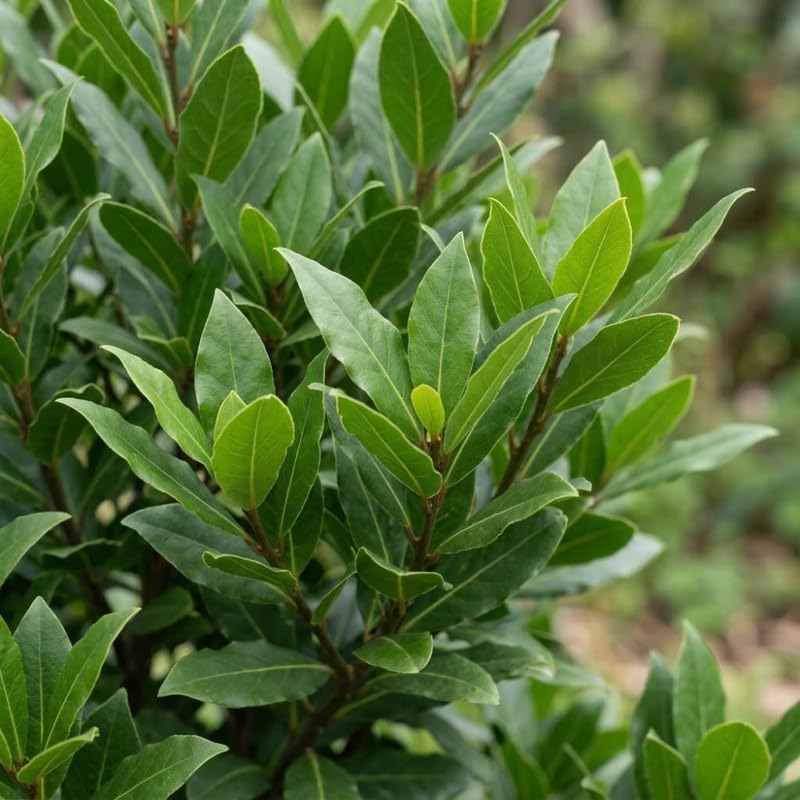 Bay Leaf Tree Live Plant, 5-7" Tall, Low Maintenance Aromatic Culinary Herb for Home Chefs, Resilient Evergreen for Planters