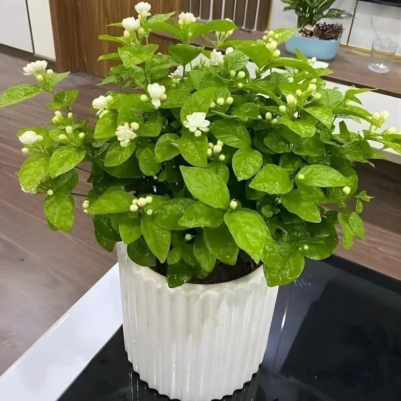 Maid of Orleans Jasmine Flower Plant in 4’’ Inch Pot | Live Jasmine Potted Plant Indoor | Suitable for Windowsills, Desks & Small Spaces | Perfect Fragrant Accent Plant for Home, Office