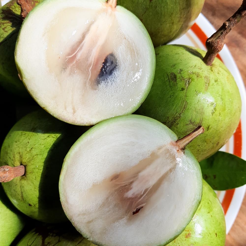 Green Star Apple Tropical Caimito Plant Live | 30 – 36 Inches Tall | Fruit Tree for Indoor/Outdoor | Well-Rooted | No Ship to CA,HI,AK