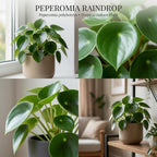 Raindrop Chinese Money Plant, 4" Pot, Stunning Indoor Plant for Home Décor, Robust Pet-Safe Houseplant with Unique Teardrop Leaves, Sturdy Upright Growth