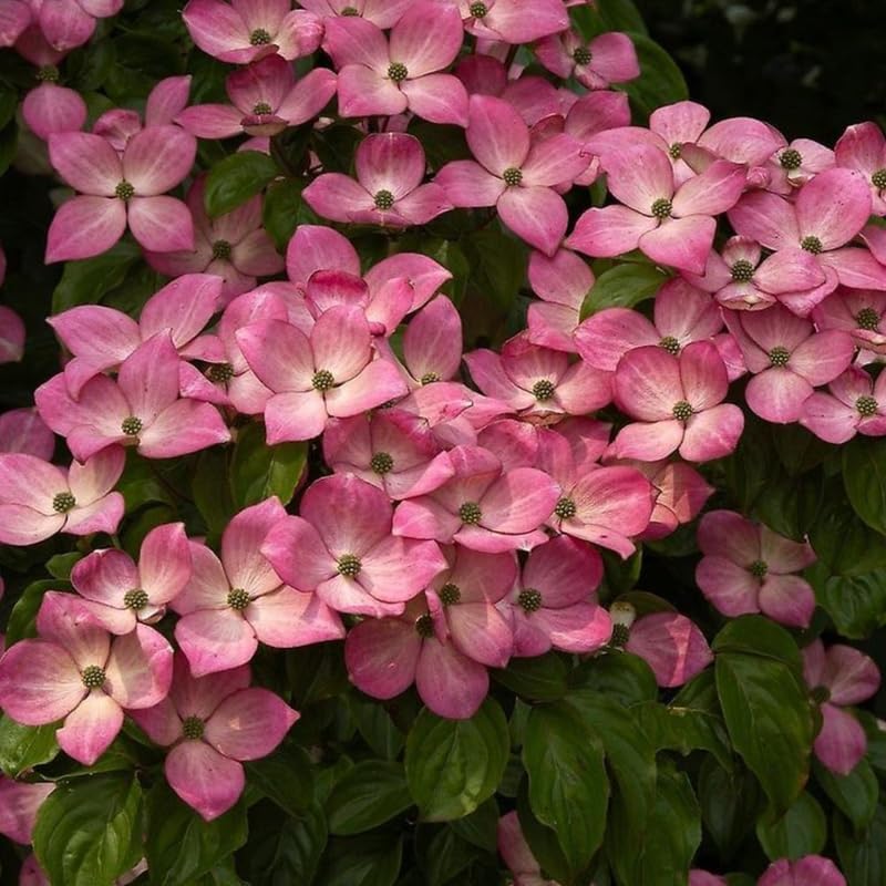2 Pink Dogwood Tree, Cornus Florida Rubra, 6-12" Inch Tall in 2.5 Pot, Cold-Hardy Flowering Perennial, Low Maintenance Tree with Pink Blossoms