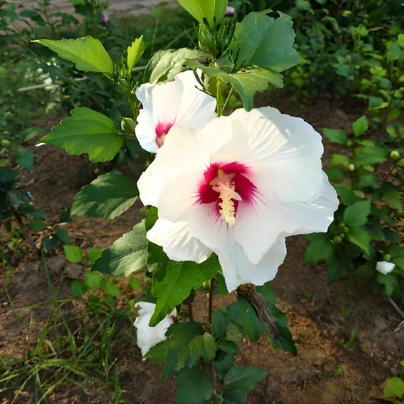 2 Red Heart Althea Rose of Sharon Tree | Live Hibiscus Plant 12–18 Inch Tall | White Hibiscus with Red Center | Outdoor Flowering Shrub for Home Gardens