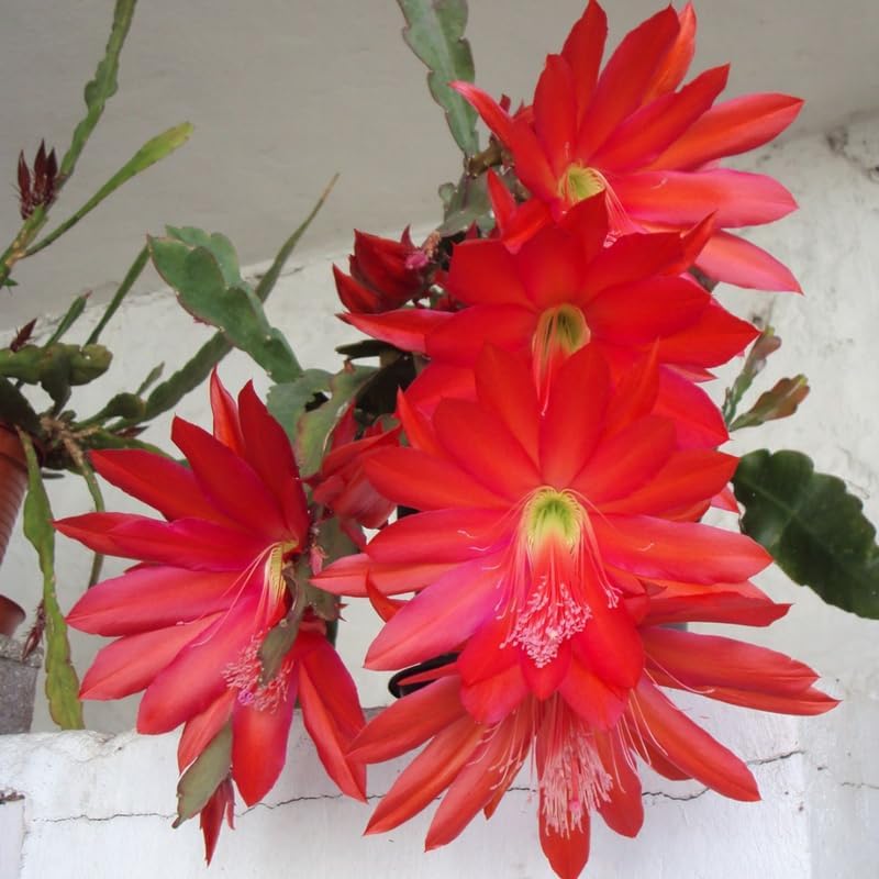 Red Easter Cactus Live Plants | Houseplant Succulent Cactus Flower Plant 3 Inch Tall | Blooming Holiday Cactus | Easy Care Easter Cactus Plants Live for Indoor Home Décor