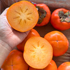 2 Persimmon Tree Live Plant in 12 – 24 Inch Tall Potted | American Persimmon Tree for Planting | Suitable for Home Garden & Backyard Growing