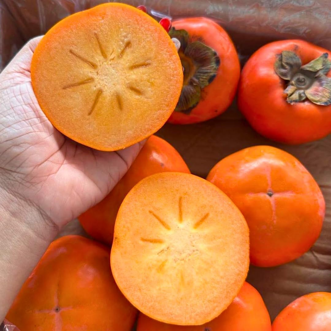 2 Persimmon Tree Live Plant in 12 – 24 Inch Tall Potted | American Persimmon Tree for Planting | Suitable for Home Garden & Backyard Growing