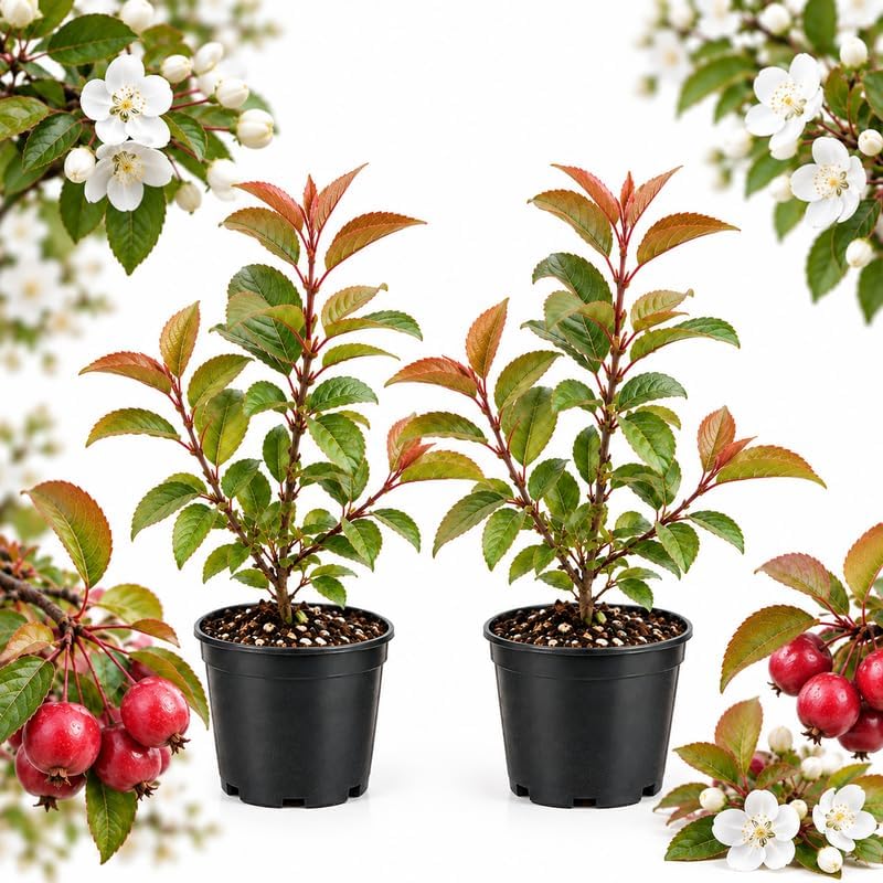 2 Sargent Crab Apple Trees Live Plants, 4-8" Tall in Quart Pot