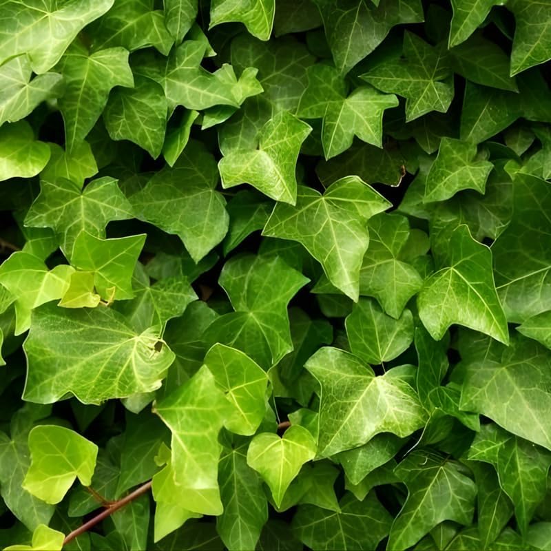 Green English Ivy Live Plant in 4” Inch Pot | Classic English Ivy Indoor Plant with Green Foliage | Easy-Care Trailing Houseplant for Shelves, Desks, Hanging Baskets & Home Décor