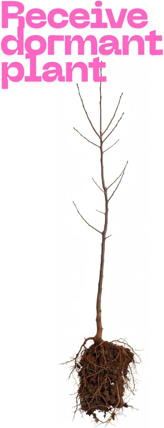 2 Chinese Chestnut Tree Live Plant – 2 to 3 Ft Tall | Sweet Nut-Producing Tree for Home Orchards | Hardy and Fast-Growing