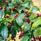 (No Ship to CA,HI,AK) Live Coffea Arabica Plant, Well-Rooted 1-2' Potted Plant, Low Maintenance Indoor Coffee Plant for Bright Windowsills