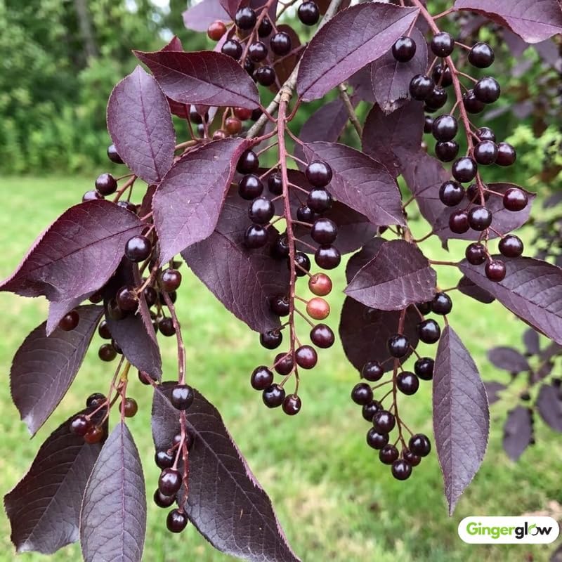 2 Red Chokecherry Trees Live Plants, 2.5 Inch Pot, Hardy, Fast Growing Choke Cherry Tree, Ornamental Red Foliage, Ready for Planting Outdoor