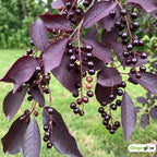 2 Red Chokecherry Trees Live Plants, 2.5 Inch Pot, Hardy, Fast Growing Choke Cherry Tree, Ornamental Red Foliage, Ready for Planting Outdoor