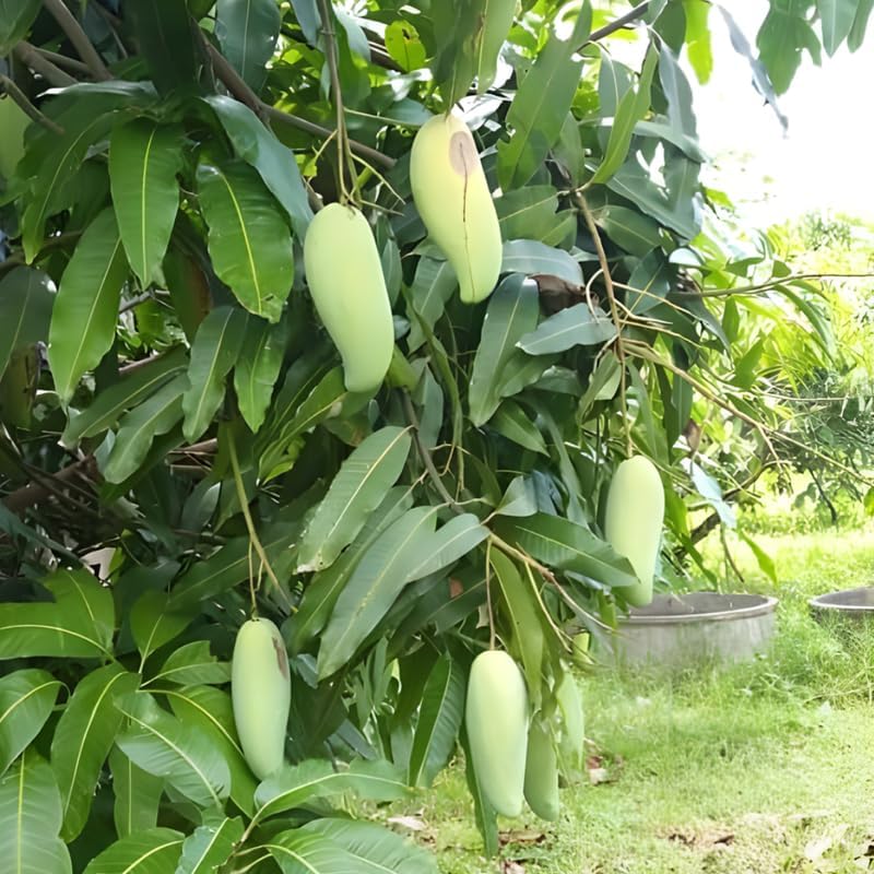 Live Mun Kun Si Mango Plant 2.5–3 Ft Tall | Vigorous Growing Mango Tree | Ideal for Home Garden & Outdoor Spaces | No Ship to CA, HI, AK