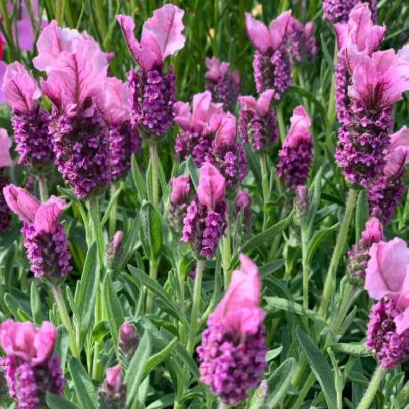 2 Spanish Lavender Plant Live Outdoor, 3" Potted, Drought Tolerant Evergreen Perennial, Established Root System Bloom, Low Maintenance Garden Plant