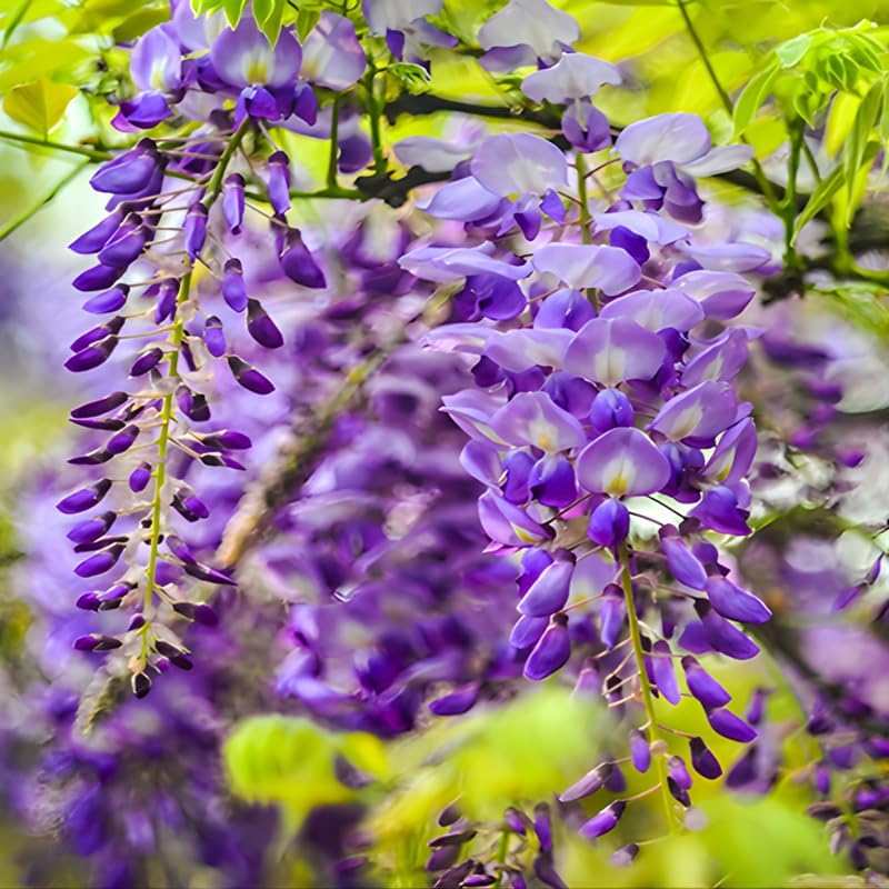 2 Purple Wisteria Live Plant 6–12 Inch | Stunning Cascading Purple Blooms | Fast-Growing Fragrant Flowering Vine | Perfect for Home Décor & Garden Entrances