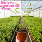 Lynwood Gold Forsythia Live Plant | Quart Pot | Forsythia Bush Plant for Outdoor Growing | Ideal for Garden Planting and Landscape Use