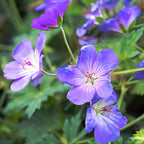 5 Wild Geranium Roots, Well-Rooted Maculatum, Low Maintenance Flowering Groundcover for Sun or Shade, Vigorous Growth Habit
