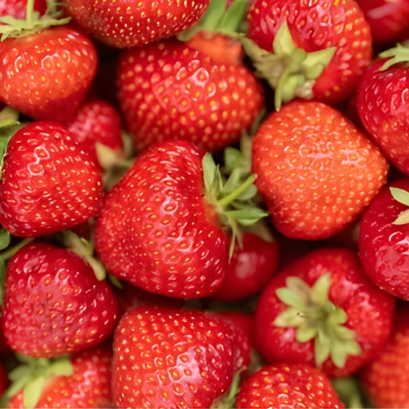 50 Allstar Strawberry Bare Root Plants, Well-Rooted Edible Fruit Starters, Junebearing Berry Shrub for Home Garden Rows and Raised Beds