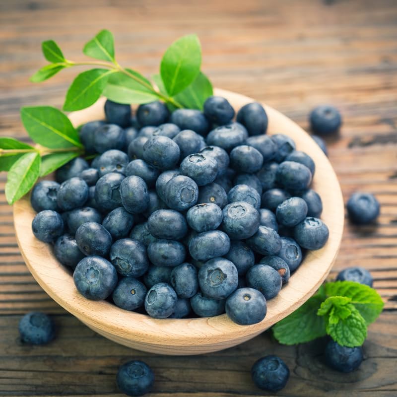 (No Ship to CA, HI, AK) Austin Blueberries Trees Live Plants, 1-2 Feet Tall (1 Gal Pot), Sweet Blue Berries Live Plants for Planting Outdoor